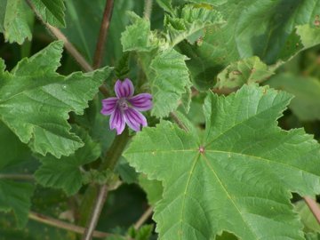 Malva sylvestris